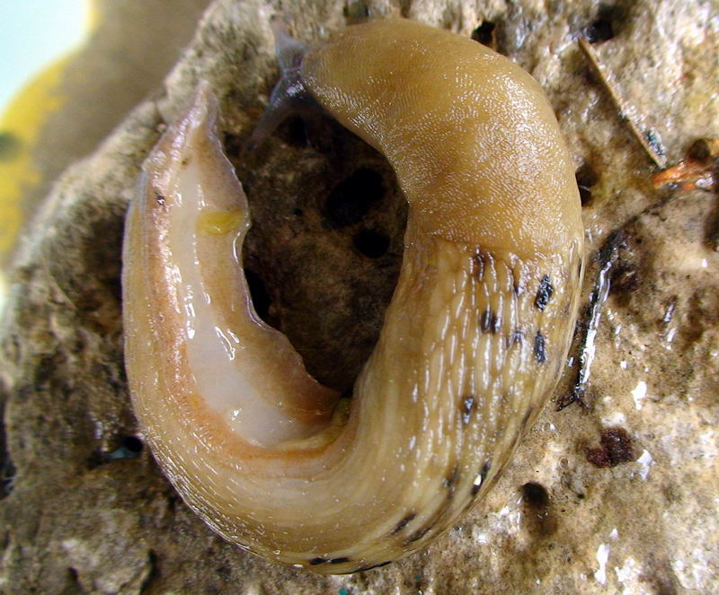 Limax grigio + Limax aldrovandi Moquin-Tandon 1855 degli Apuane